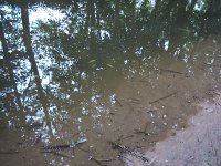 Fischsterben Wipper 1430